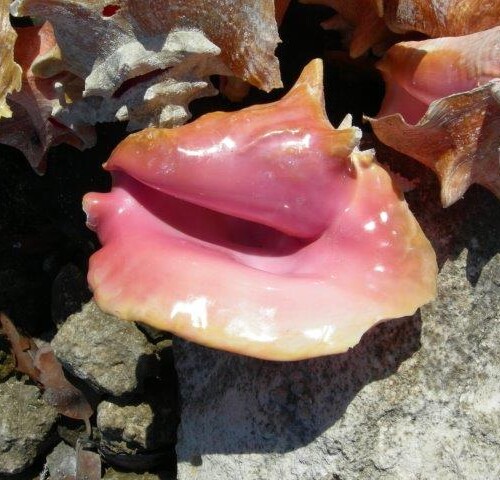 conch